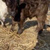 Miniature Cow Breeders