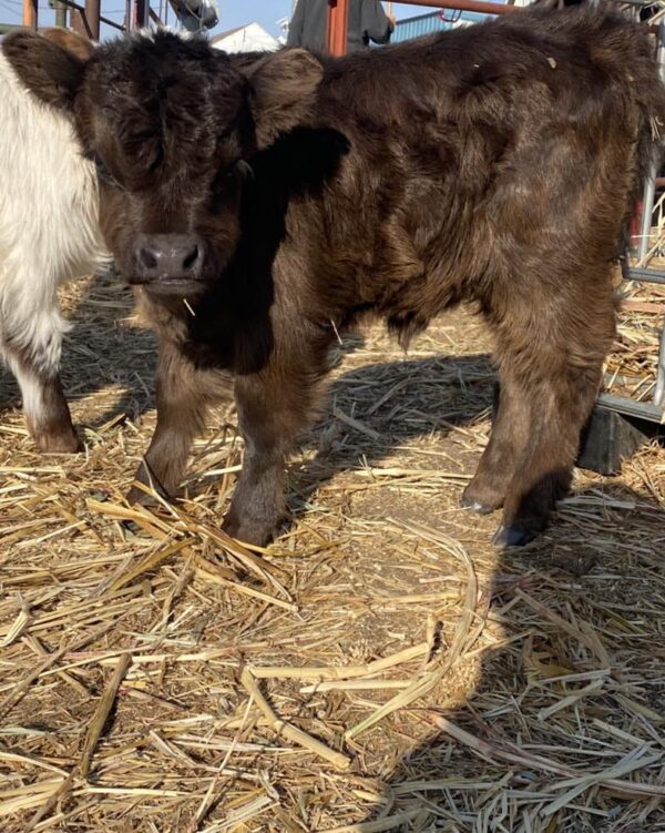 Miniature Cow Breeders