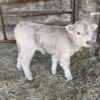 Miniature Cattle For Sale