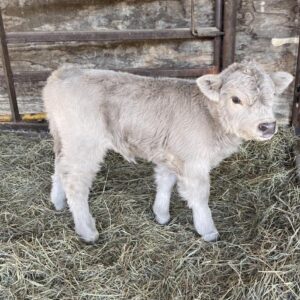 Miniature Cattle For Sale