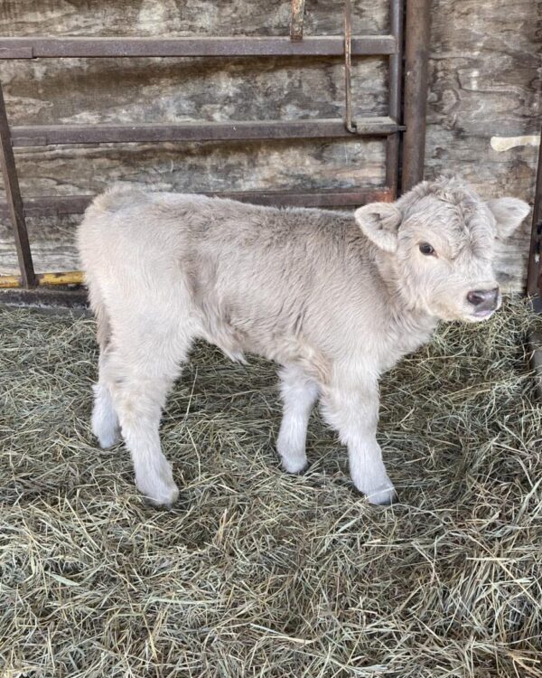 Miniature Cattle For Sale