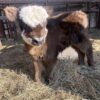 What Are Mini Cattles?