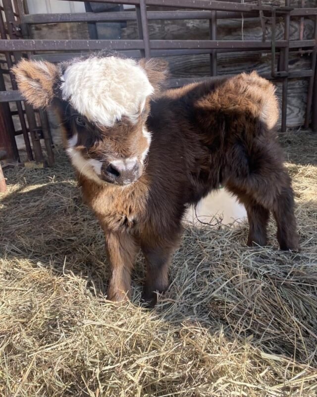 What Are Mini Cattles?