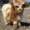 Mini Cattle for Sale