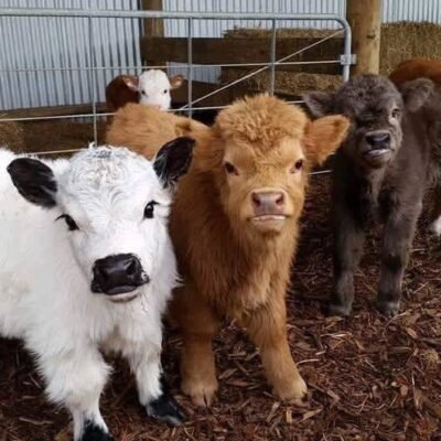 Miniature Cows For Sale