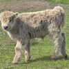 Mini Cows For Sale