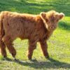 Miniature Cows For Sale