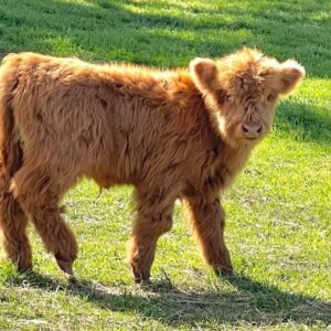Miniature Cows For Sale