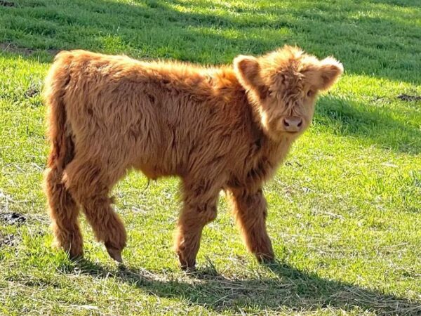 Miniature Cows For Sale