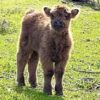 Mini Cows For Sale Near Me