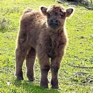 Mini Cows For Sale Near Me