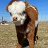 Miniature Cow Breeders